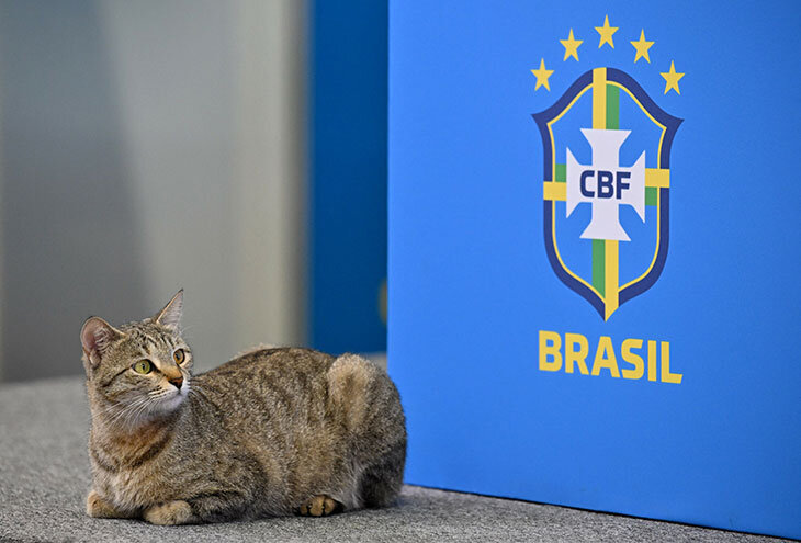 Кот на пресс-конференции Винисиуса из Бразилии на ЧМ 2022 – котик, как  правильно держать котов