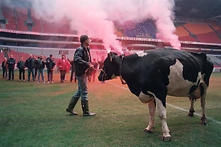 Как благодаря коровам на арене «Аякса» появился новый газон, а команда стала чемпионом