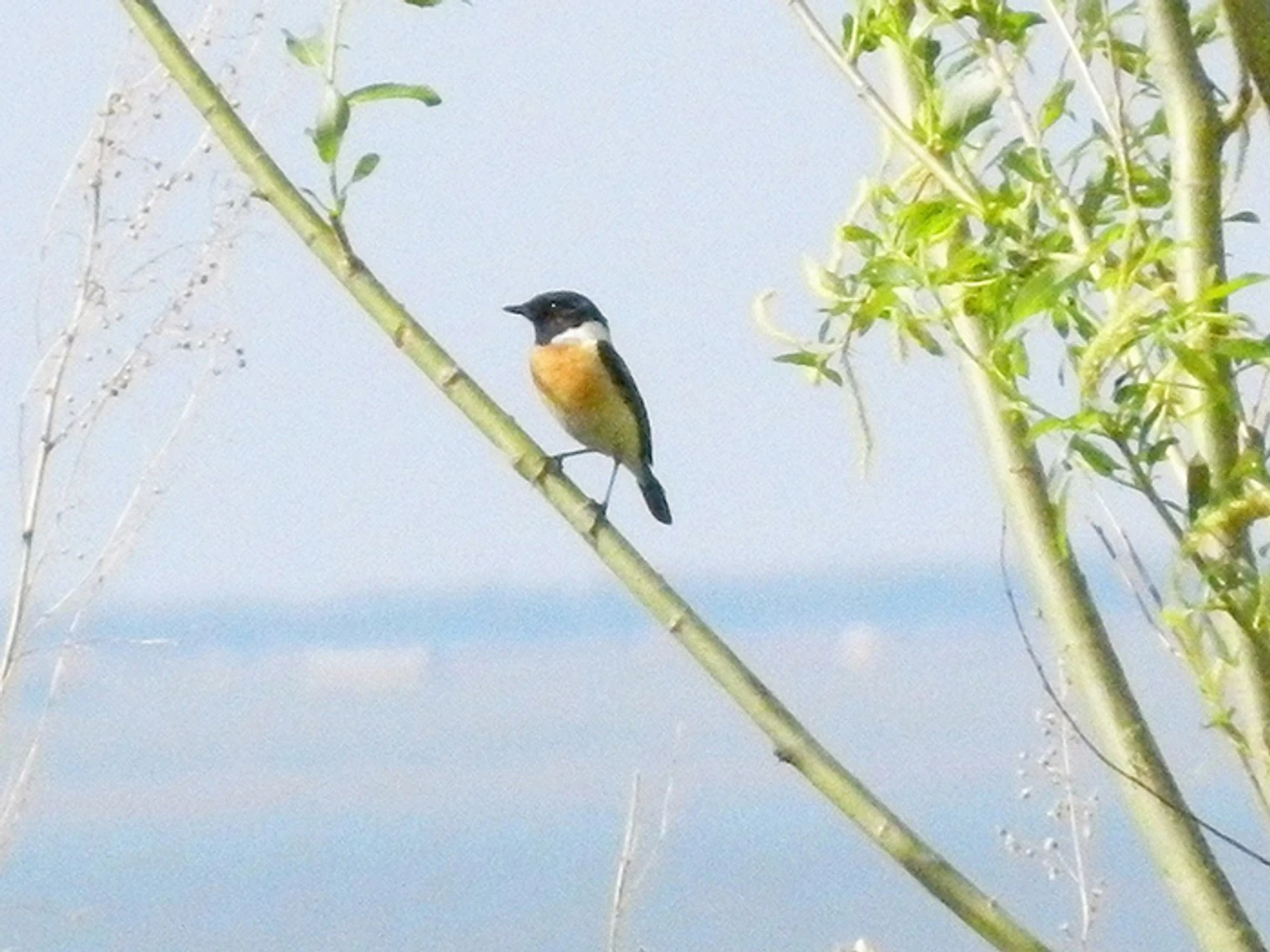 =