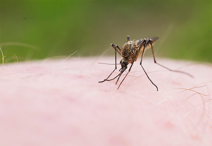 Почему нельзя чесать комариные укусы? Могут ли комары в России переносить опасные заболевания? Рассказывает инфекционист