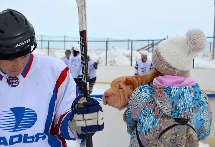 Шарпей на матче