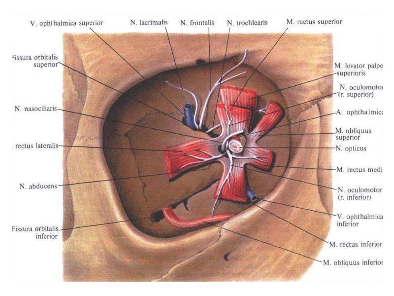 Какой нерв проходит в нижней стенке глазницы