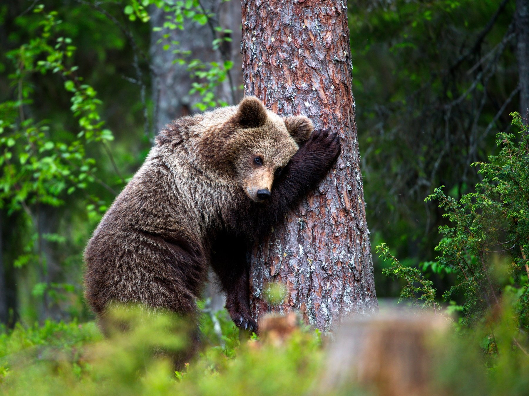Животное тайги бурый медведь. Бурый медведь Уссурийская Тайга. Бурый медведь в тайге. Животные тайги бурый медведь. Широколиственные леса бурый медведь.
