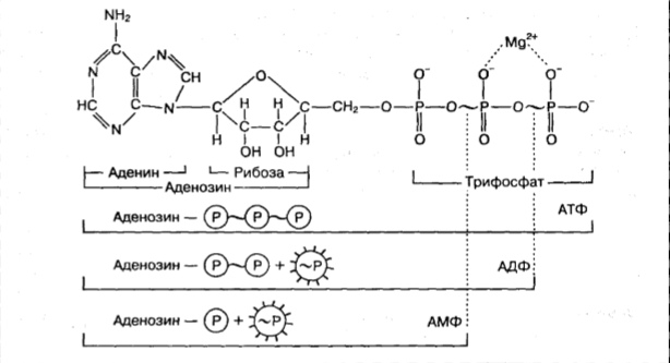 Плей-офф с точки зрения спортивной медицины