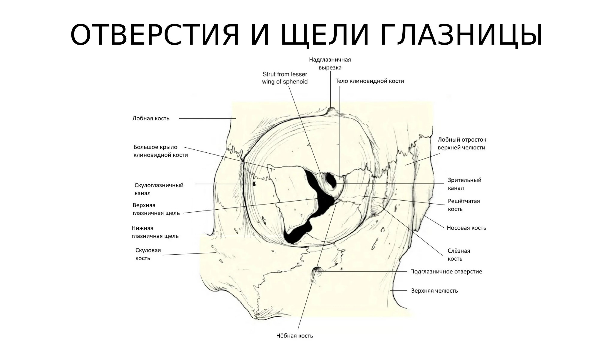 Какие кости образуют верхнюю стенку глазницы