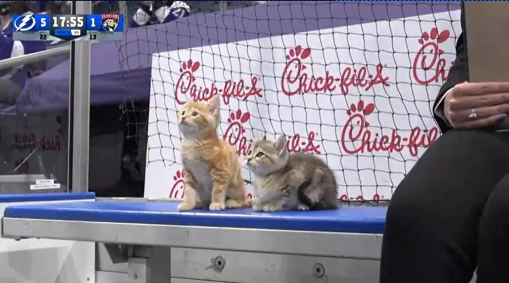 Лучший момент предсезонки НХЛ: «Тампа» усадила котят на скамейку штрафников