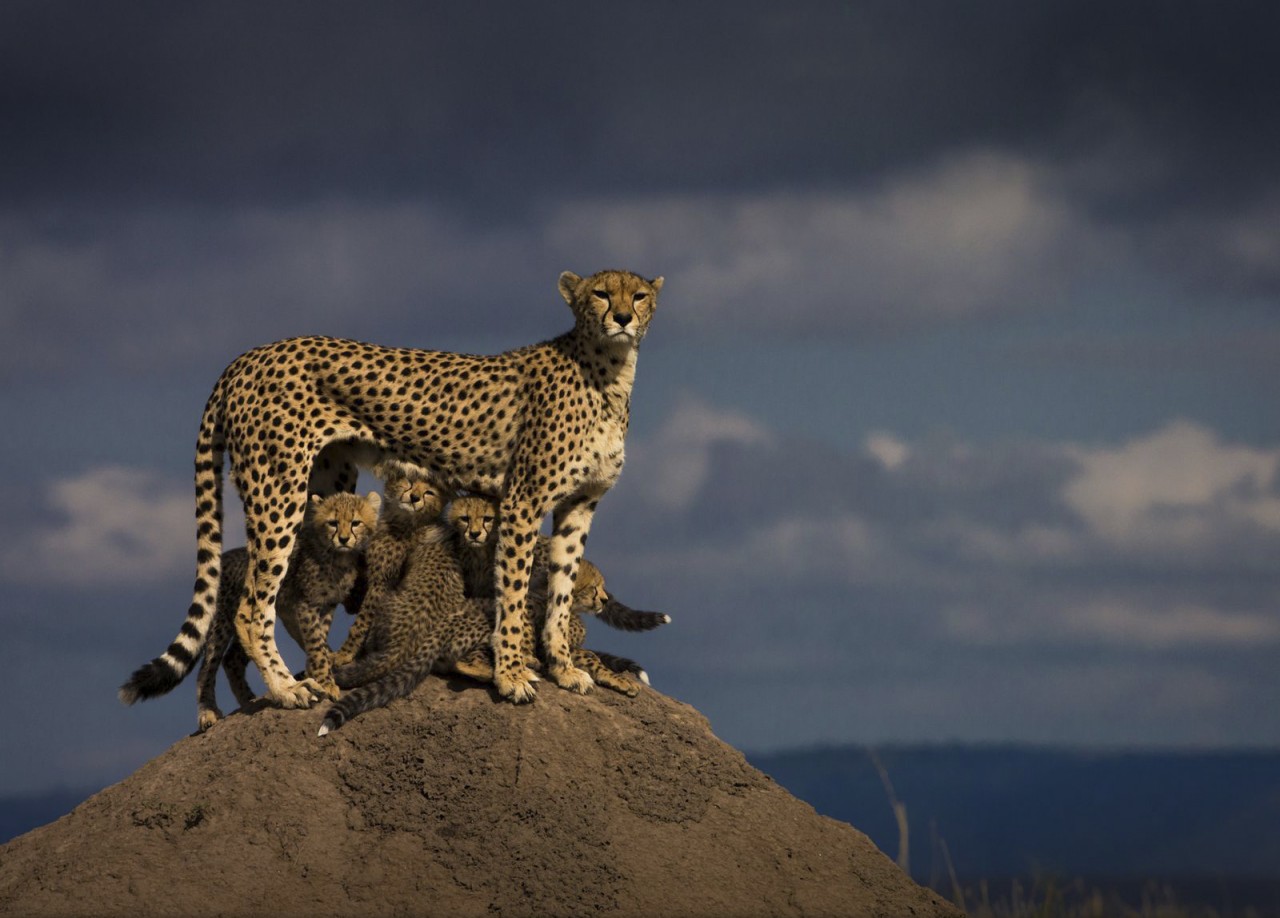 The National Geographic представил самые удивительные снимки года | Пикабу