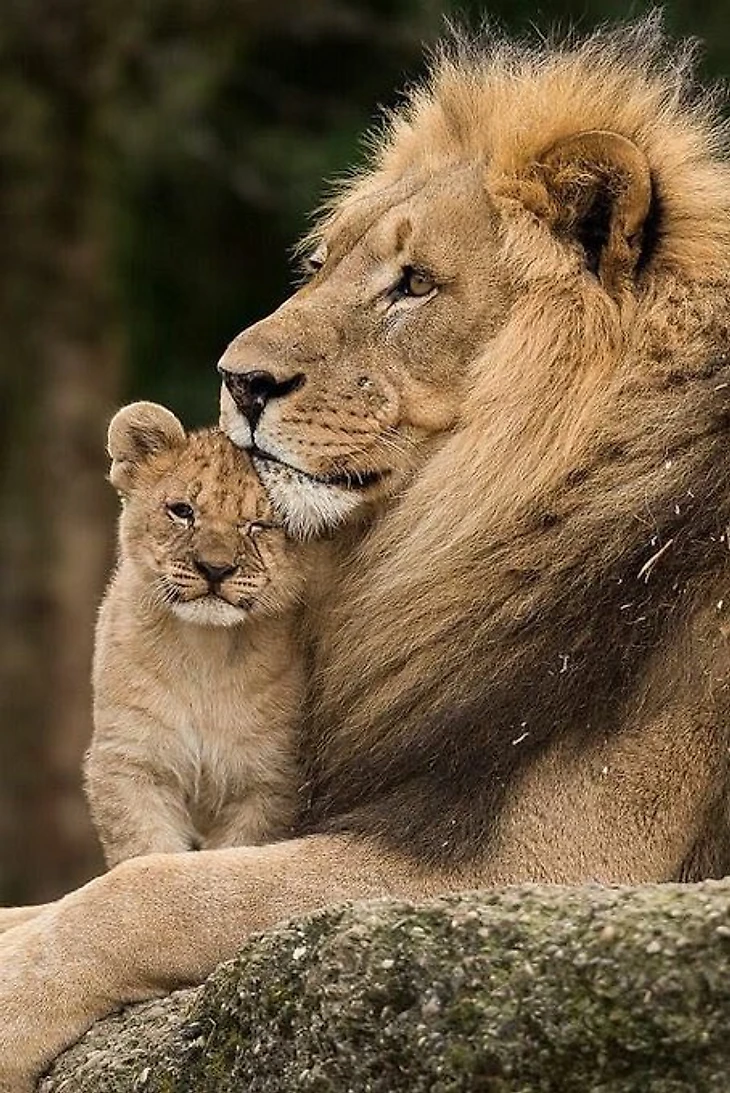 лев и львенок