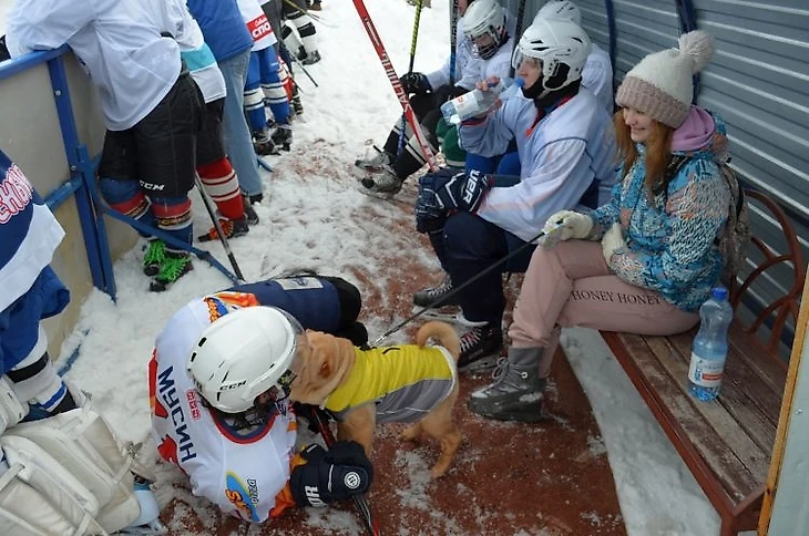 Шарпей на матче