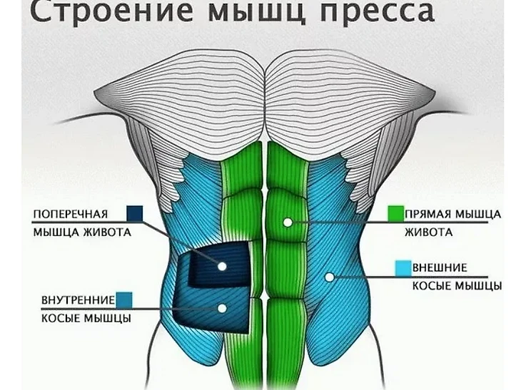 Строение мышц пресса