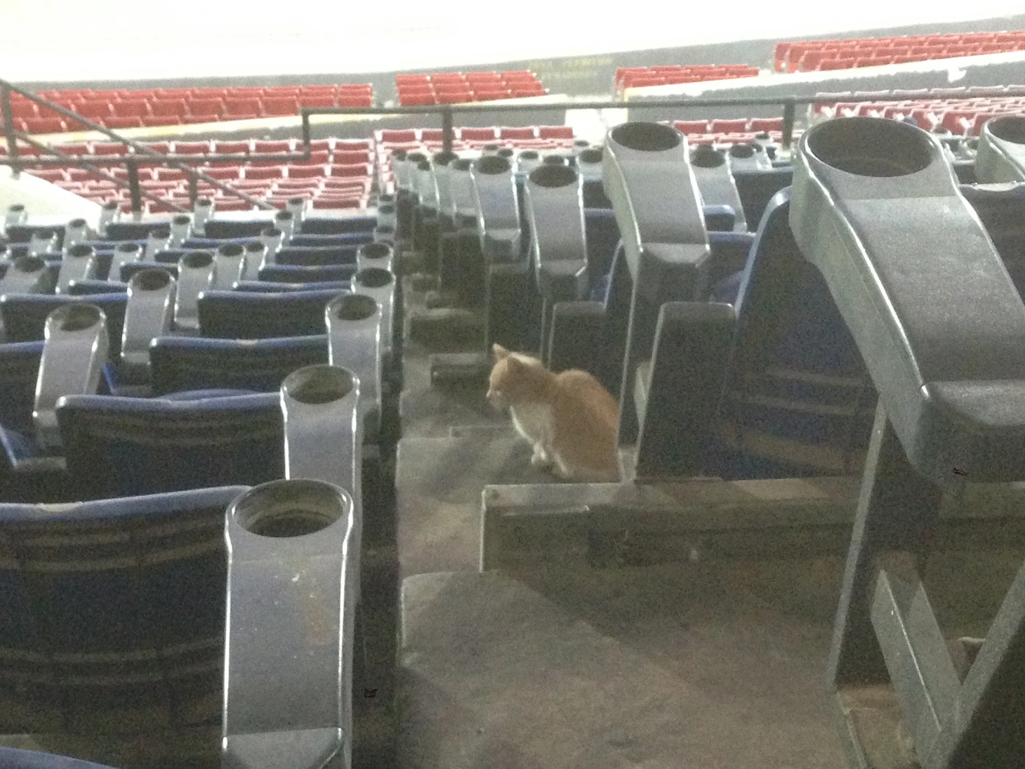 котенок