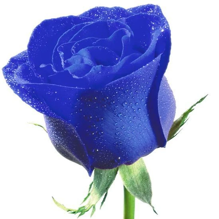 Blue Rose