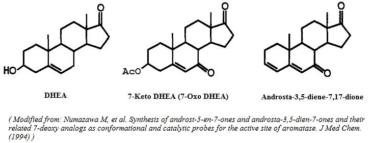 Daily Madness News | DHEA and metabolites