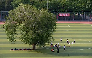 Дерево на футбольном поле