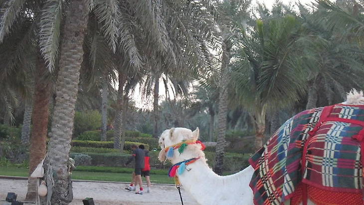 Верблюд на пляже Emirates Palace. Фото &quout;СЭ&quout;
