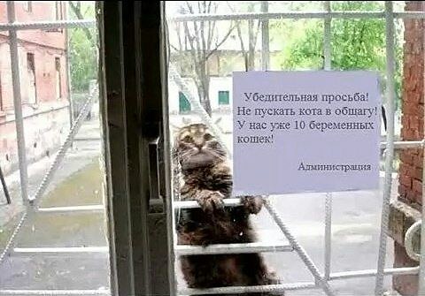 юмор
