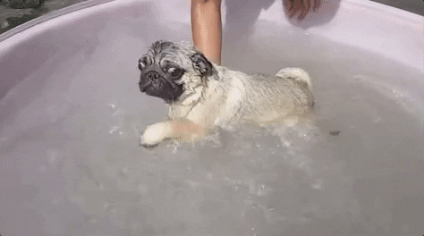 dog swimming GIF by ViralHog