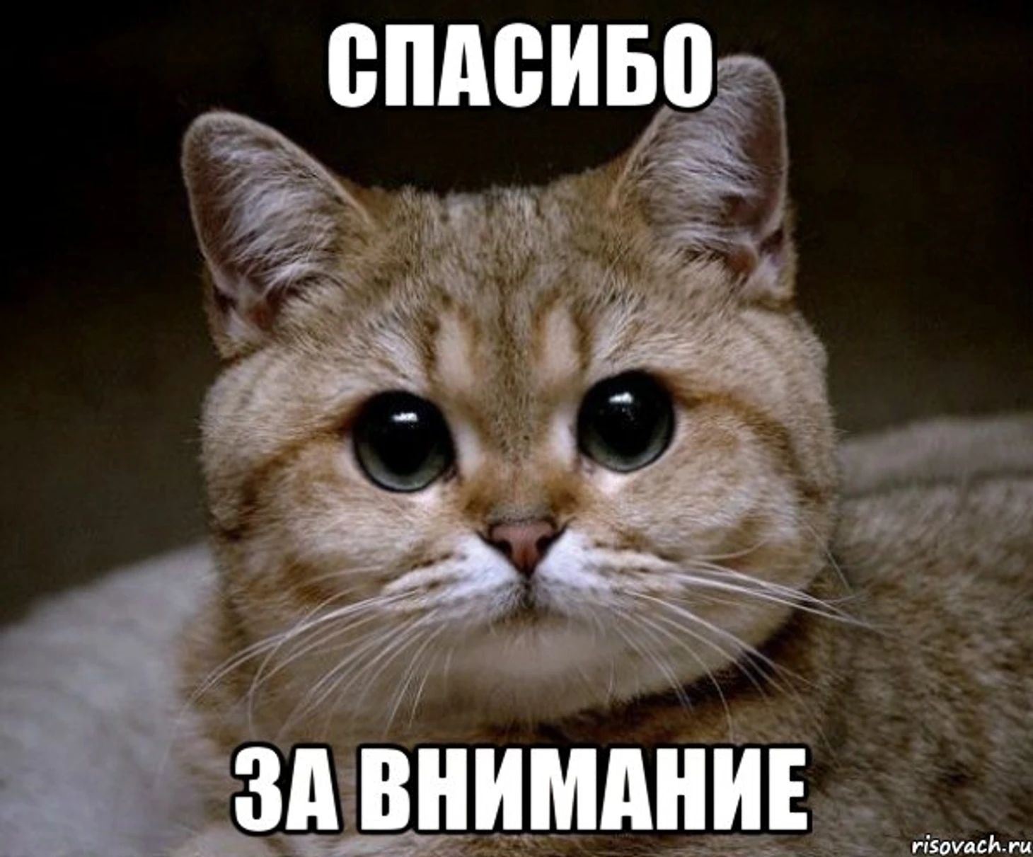 Котэ
