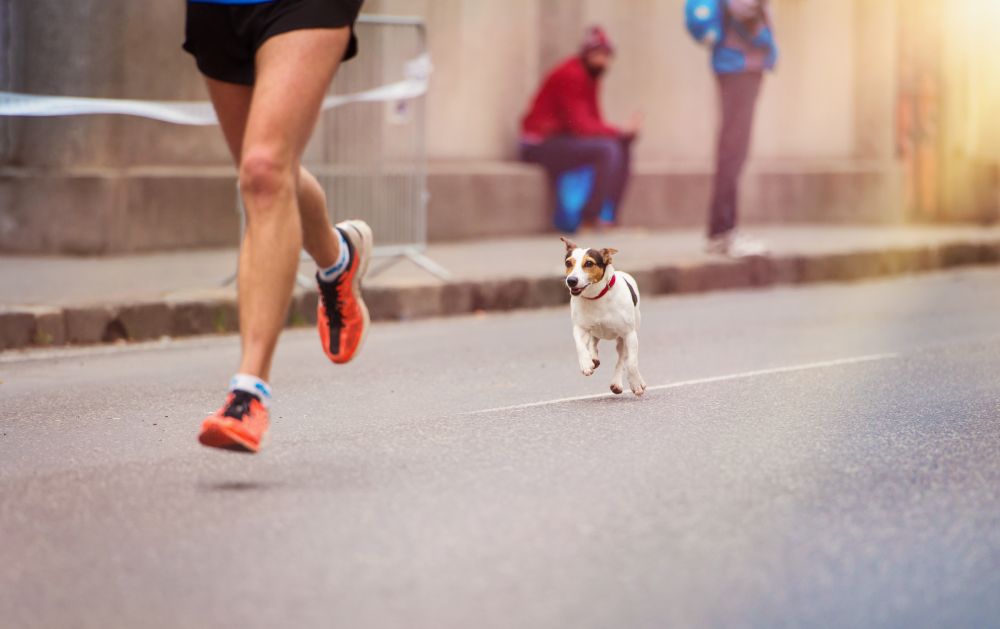Runner's best friend: picking the right dog for running - Canadian Running  Magazine