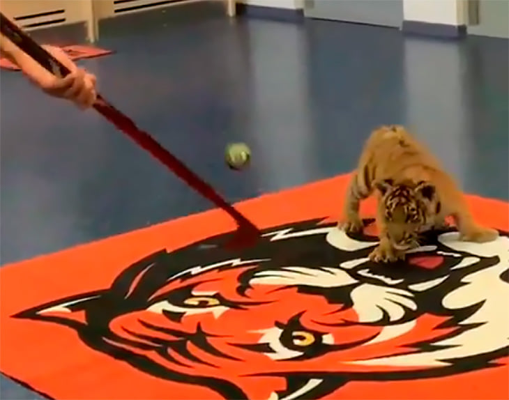 Тигренка привели в раздевалку клуба КХЛ. Видео собрало тысячи лайков и возмутило зоозащитников