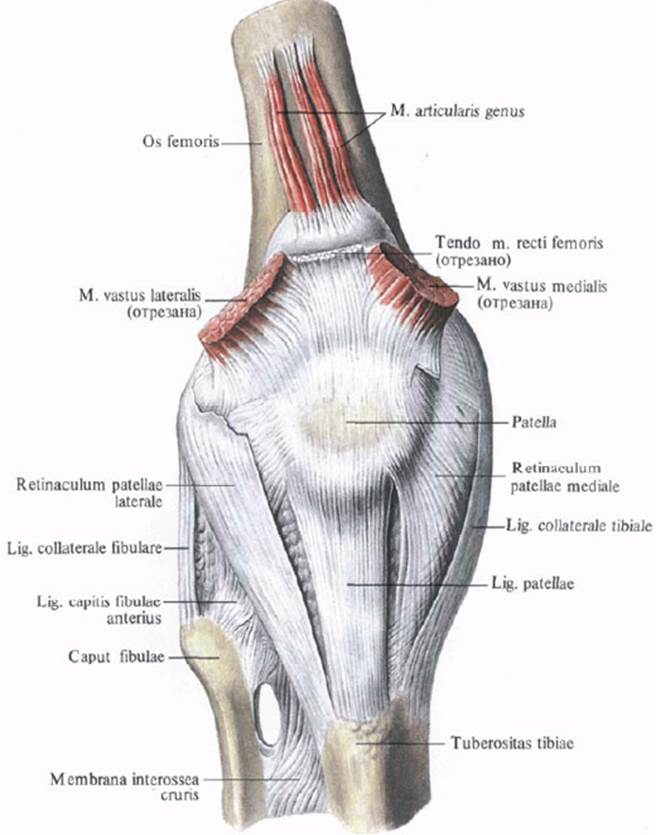 Суставно мышечных. Суставная мышца колена анатомия. Articularis genus мышца. Коленный сустав связки и сухожилия анатомия. Мышцы и связки коленного сустава.