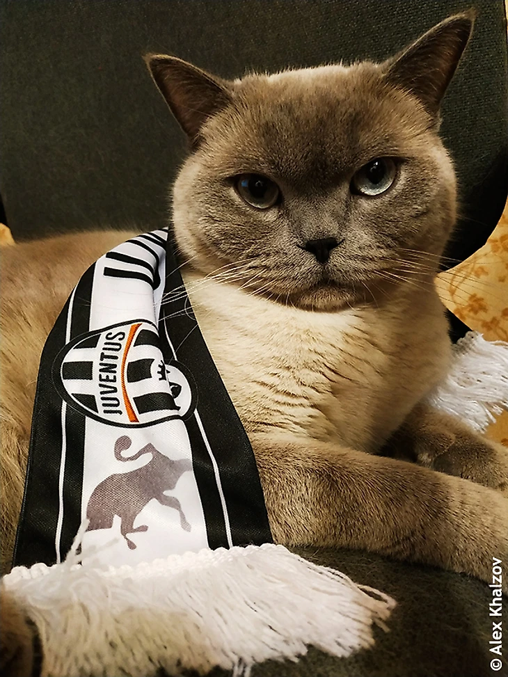 Juve Cat
