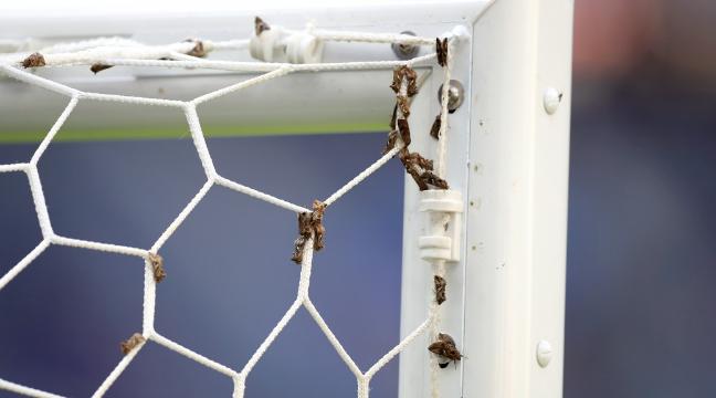 Что за насекомые летали над футбольным полем во время финала Евро-2016?
