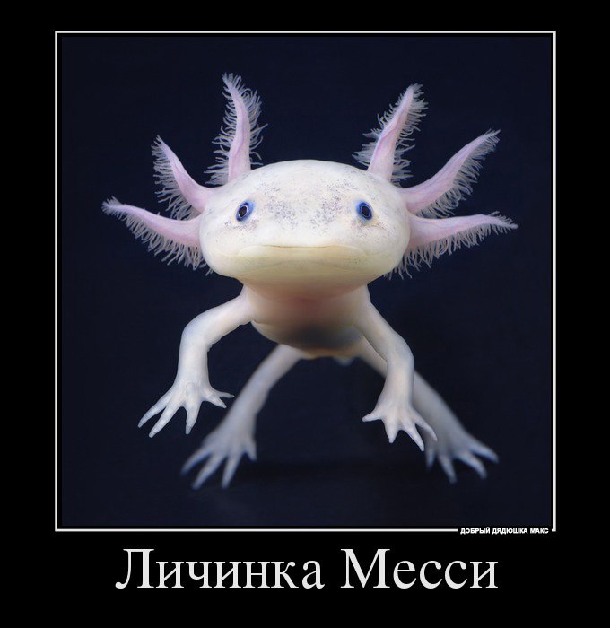 Личинка Месси