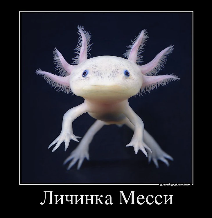 Личинка Месси