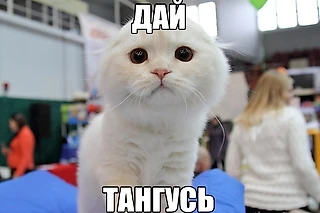 Не много мемов DOta 2