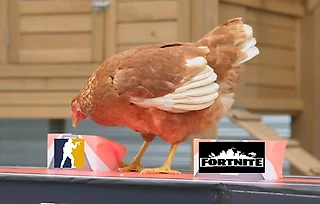 Курица знает