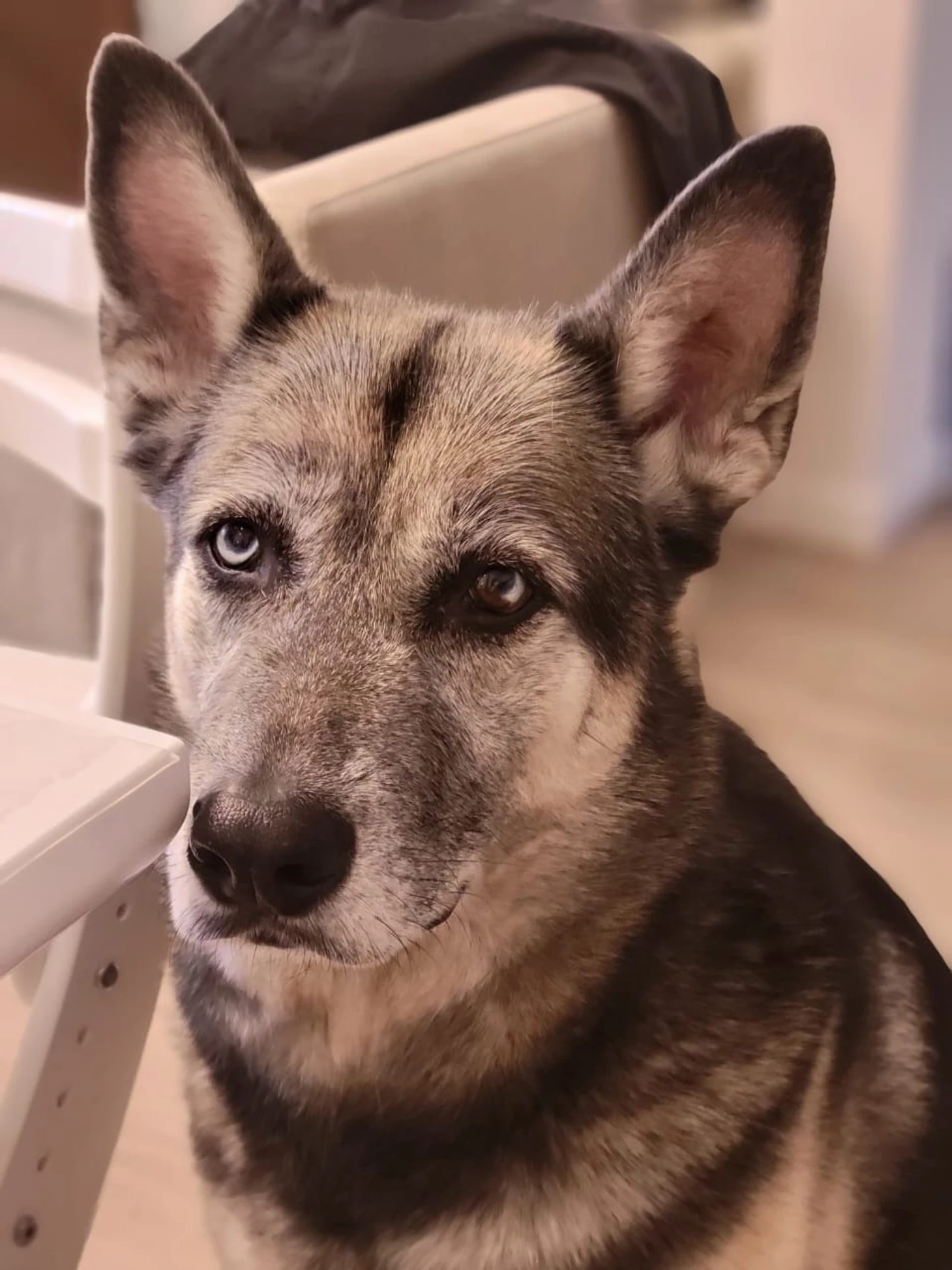 20 вопросов не о гандболе. Ольга Фомина: "Ещё 8 лет назад в Скопье подобрала на улице щенка...", изображение №8