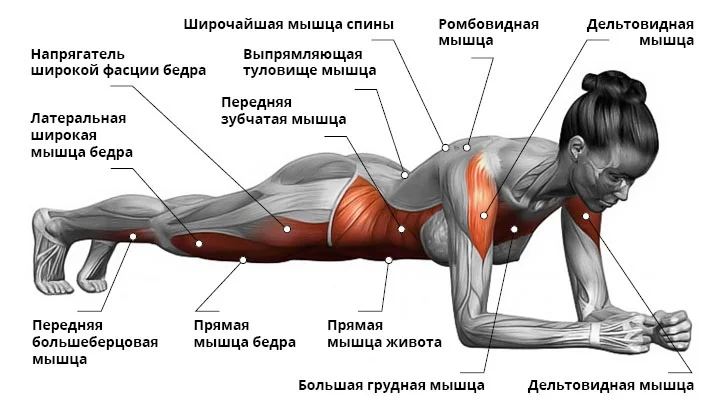 Планка на прямых руках какие мышцы работают