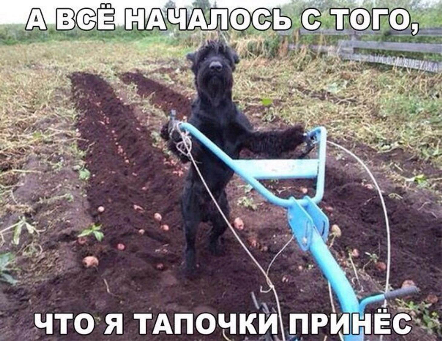 картошка