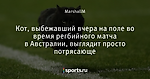 Кот, выбежавший вчера на поле во время регбийного матча в Австралии, выглядит просто потрясающе