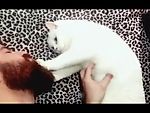 Cats Who Love Beards Compilation