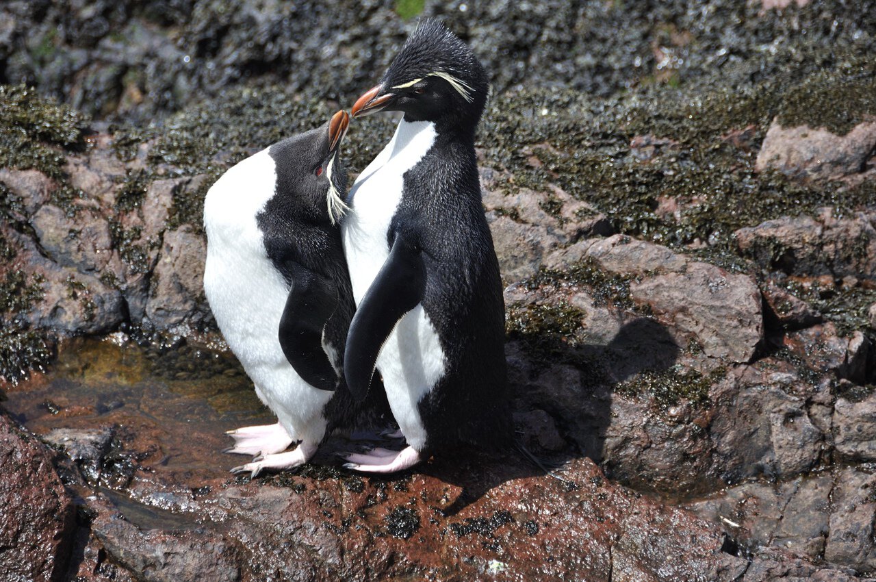 Хохлатые пингвины (Rockhopper penguin - Kosta - Sports.ru