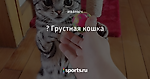 🐱 Грустная кошка - Кот дня - Блоги - Sports.ru
