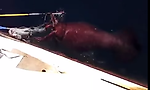 Российские моряки одолели кракена