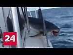 Акула запрыгнула на рыбацкий катер: видео