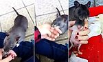 Крыса привела хозяйку за руку, чтобы показать своего малыша