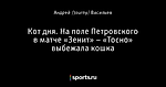 Кот дня. На поле Петровского в матче «Зенит» – «Тосно» выбежала кошка