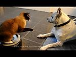 Roomba Cat swats Dog pit bull Sharky. Max-Arthur on iRobot Roomba Vacuum. Cat vs Dog. HelensPets.com