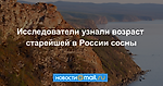Установлен возраст старейшей в России сосны