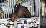 Лошадке желают выздоровления (фото) - Круто.Ново - Блоги - Sports.ru