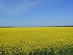 Державний Гімн України ♥ National Anthem of Ukraine ♥ ウクライナ国歌