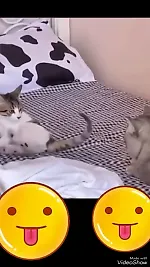 Юмор кошачий