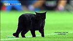 Черный кот на матче Барселона - Эльче Black cat Barca - Elche 2014 HD