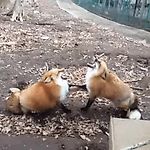 Two foxes laugh