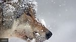 В Эстонии рабочие из ледяной реки спасли собаку, оказавшуюся волком